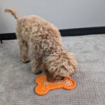 Plato Para Alimento Humedo Hueso Naranja