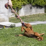 Juguete Cuerda Con 4 Nudos - Imagen 2